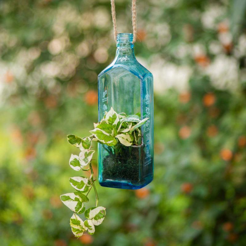 Glasflasche als Blumenampel