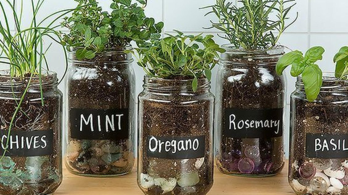 Kräuter in recycelten Gläsern