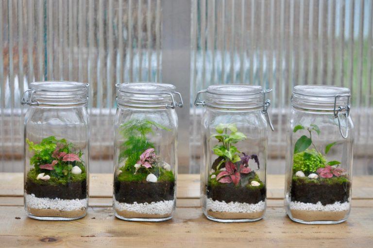Mini Gewächshaus im Glasgefäß